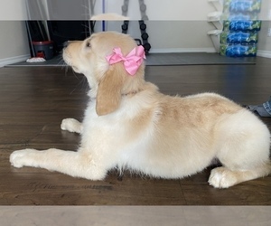 English Cream Golden Retriever Puppy for sale in PERRIS, CA, USA