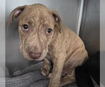 Small American Staffordshire Terrier Mix