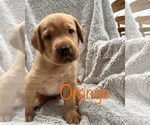 Small Photo #2 Labrador Retriever Puppy For Sale in ROCKLIN, CA, USA