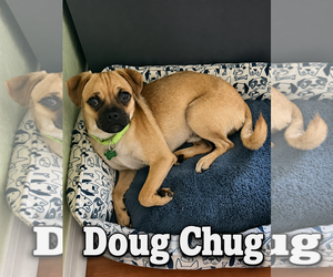 Chug Dogs for adoption in Valrico, FL, USA