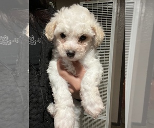 Maltipoo Puppy for sale in SAN BERNARDINO, CA, USA