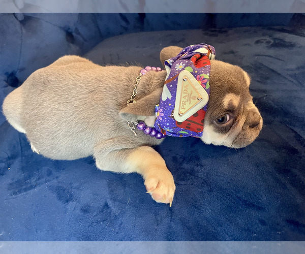 Medium Photo #9 French Bulldog Puppy For Sale in ENCINO, CA, USA