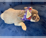 Small Photo #9 French Bulldog Puppy For Sale in ENCINO, CA, USA