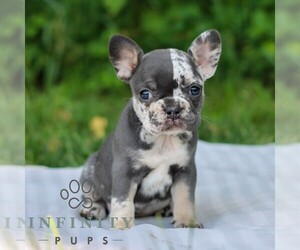 French Bulldog Puppy for sale in EAST EARL, PA, USA