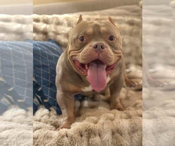 Medium Photo #1 American Bulldog Puppy For Sale in Rockville, MD, USA