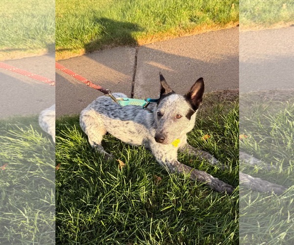 Medium Photo #11 Mutt Puppy For Sale in Sandy, UT, USA