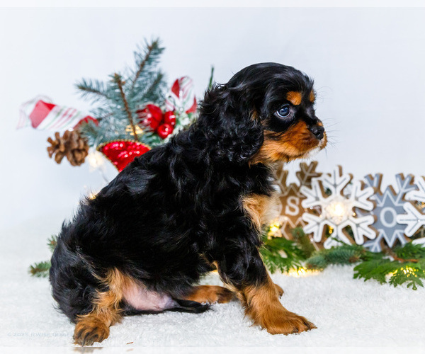Medium Photo #60 Cavalier King Charles Spaniel Puppy For Sale in WAKARUSA, IN, USA