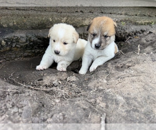 Medium Photo #5 Ausky-Great Pyrenees Mix Puppy For Sale in EDNA, TX, USA