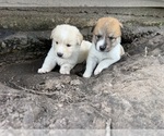 Small #4 Ausky-Great Pyrenees Mix