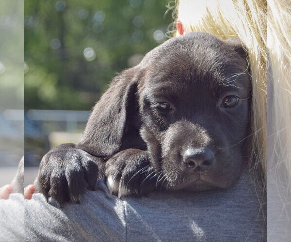 Medium Photo #6 Sheprador Puppy For Sale in Huntley, IL, USA