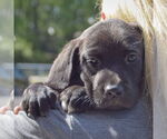 Small #5 Sheprador