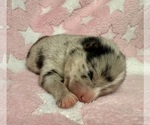 Small #4 Pomsky-Shiba Inu Mix