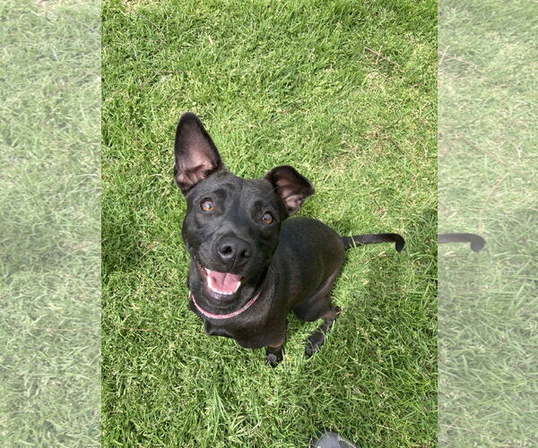 Medium Photo #2 Labrador Retriever-Unknown Mix Puppy For Sale in San Diego, CA, USA