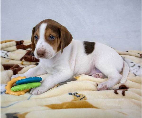 Medium Photo #4 Mutt Puppy For Sale in Kennesaw, GA, USA