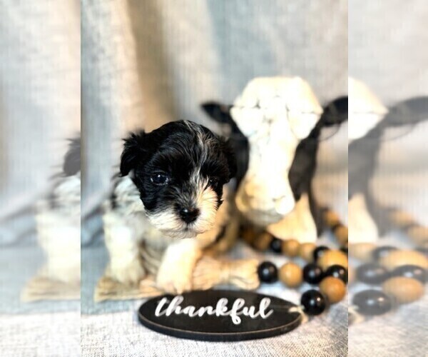 Medium Photo #4 Havanese Puppy For Sale in GREEN SEA, SC, USA