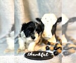 Small #3 Havanese
