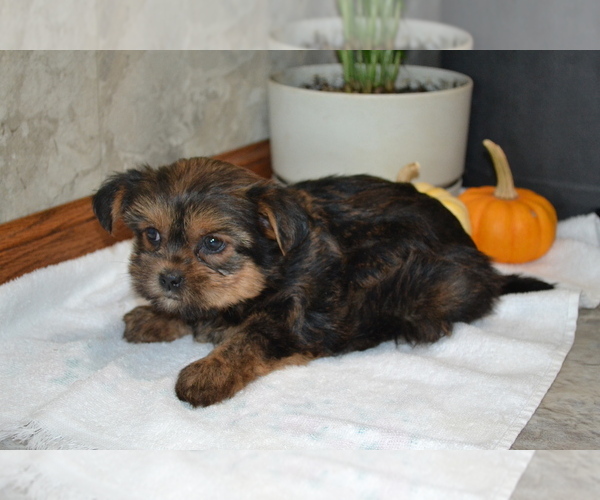 Medium Photo #2 Yorkshire Terrier-Zuchon Mix Puppy For Sale in GREENWOOD, WI, USA