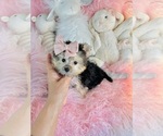 Hand delivery - Male Shiranian Puppy for Sale - Photo #5
