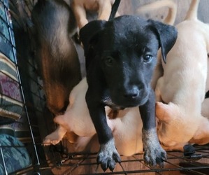 Labrador Retriever-Siberian Husky Mix Dogs for adoption in BIRMINGHAM, AL, USA