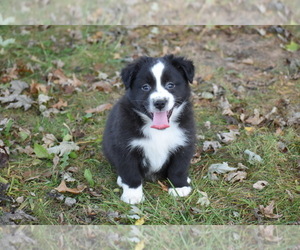 Australian Shepherd Puppy for sale in EASTON, MO, USA