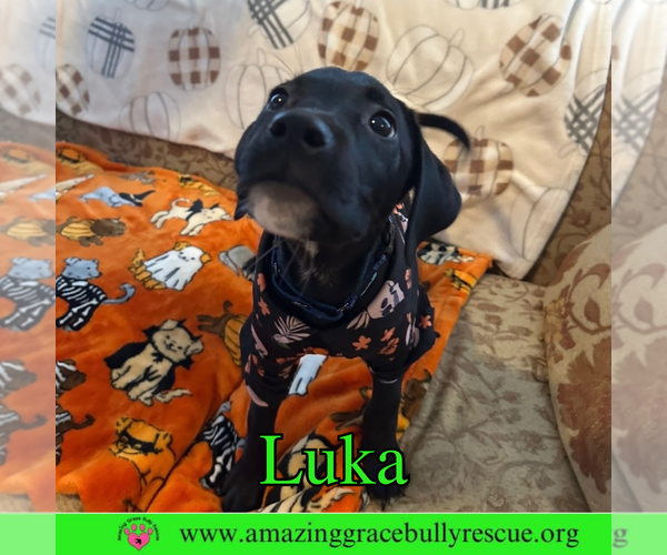 Medium Photo #3 Bulldog-Labrador Retriever Mix Puppy For Sale in Pensacola, FL, USA