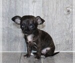 Small #25 Chihuahua