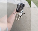 Small Photo #1 Catahoula Leopard Dog-German Shorthaired Pointer Mix Puppy For Sale in WASHINGTON COURT HOUSE, OH, USA