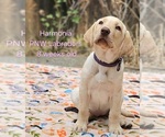 Puppy Harmonia Labrador Retriever