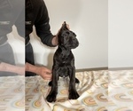 Small Photo #6 Cane Corso Puppy For Sale in VOLUNTOWN, CT, USA