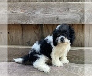 Cavapoo Puppy for sale in DRY RUN, PA, USA