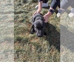 Small Photo #7 Labrador Retriever Puppy For Sale in LONGMONT, CO, USA