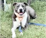 Small Staffordshire Bull Terrier