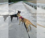 Small #3 Labrador Retriever Mix