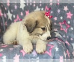 Small Photo #14 Great Pyrenees Puppy For Sale in LAKELAND, FL, USA