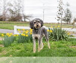 Small Aussiedoodle