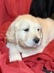 Small Photo #6 Golden Retriever Puppy For Sale in MORGANTOWN, IN, USA