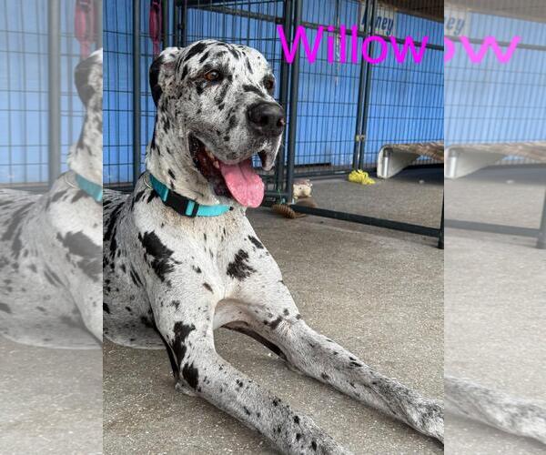 Medium Photo #1 Great Dane Puppy For Sale in Palm Beach, FL, USA