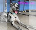 Small Great Dane