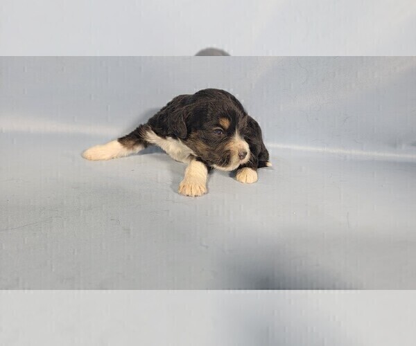 Medium Photo #46 Bernedoodle (Miniature) Puppy For Sale in BLACK FOREST, CO, USA