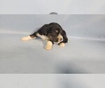 Small Photo #46 Bernedoodle (Miniature) Puppy For Sale in BLACK FOREST, CO, USA