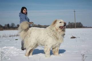 Caucasian Shepherd Dog Puppy for sale in Brovary, Kyiv, Ukraine