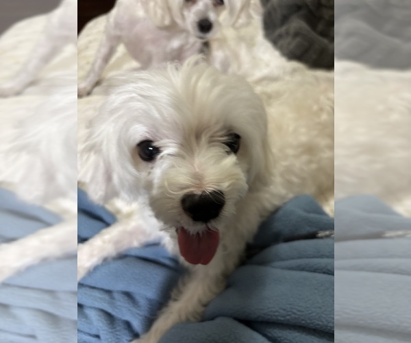 Medium Photo #1 Maltese Puppy For Sale in HARVEST, AL, USA