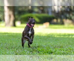 Small #14 Mutt