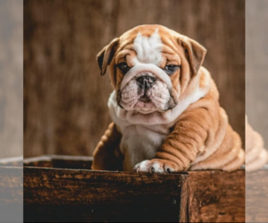 Bulldog Puppy for sale in Buenos Aires, Buenos Aires F.D, Argentina