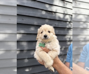 Goldendoodle-Pomeranian Mix Puppy for sale in COOLIDGE, GA, USA