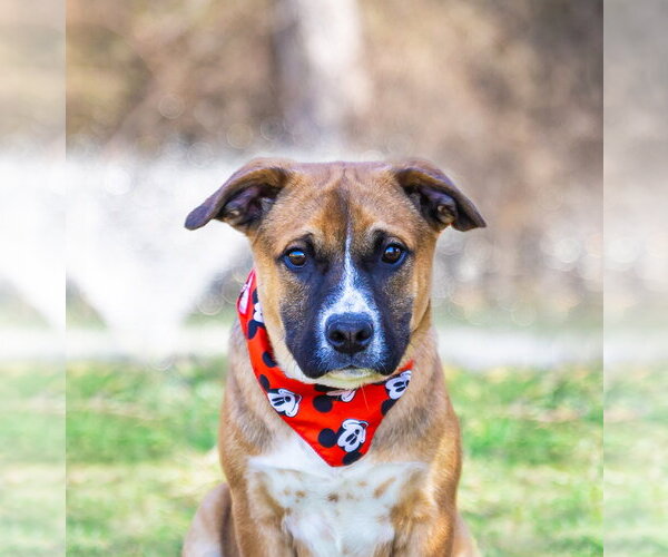 Medium Photo #5 Mutt Puppy For Sale in Unionville, PA, USA