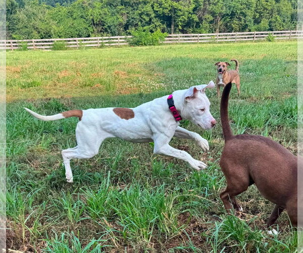 Medium Photo #2 American Pit Bull Terrier-Unknown Mix Puppy For Sale in Germantown, OH, USA