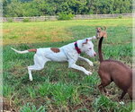 Small #1 American Pit Bull Terrier Mix