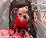 Small #5 Bulldog Mix