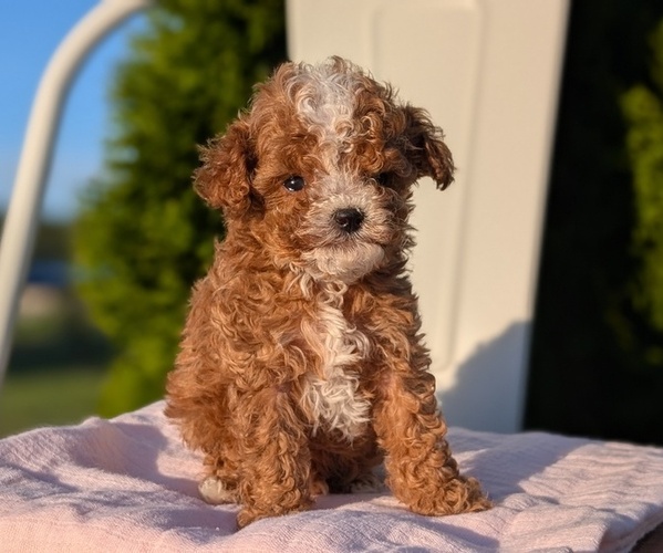 Medium Photo #19 Cavapoo (Miniature) Puppy For Sale in GOSHEN, IN, USA